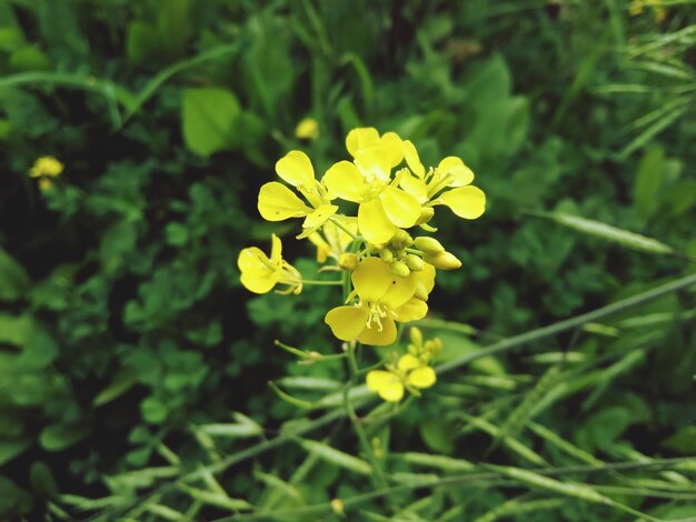 Foto close-up de planta com flores amarelas no campo