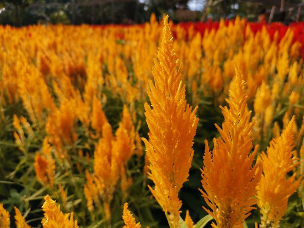 Foto close-up de planta com flores amarelas no campo