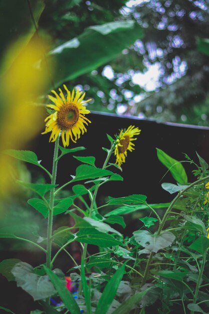 Close-up de planta com flores amarelas no campo