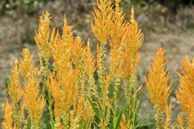 Foto close-up de planta com flores amarelas no campo