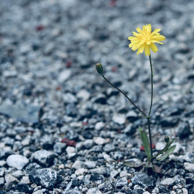 Foto close-up de planta com flores amarelas no campo