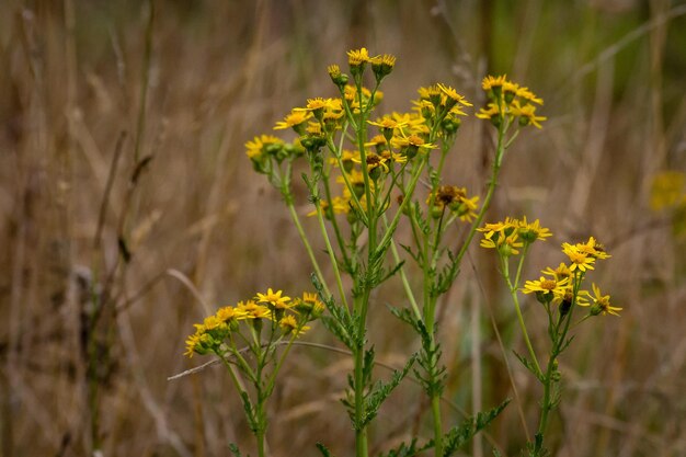 Foto close-up de planta com flores amarelas no campo