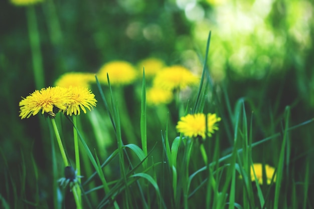Close-up de planta com flores amarelas no campo