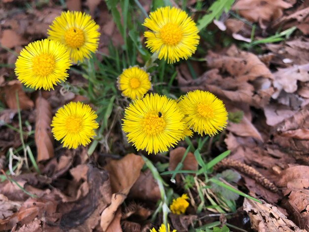 Close-up de planta com flores amarelas no campo