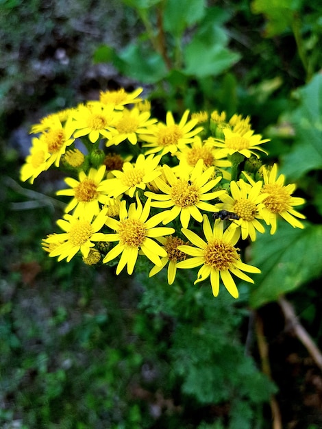 Foto close-up de planta com flores amarelas no campo