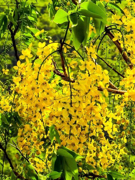 Foto close-up de planta com flores amarelas