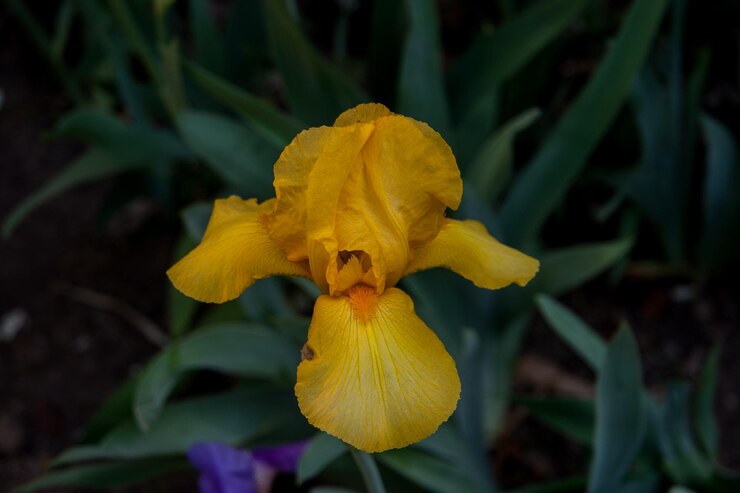 Foto close-up de planta com flores amarelas