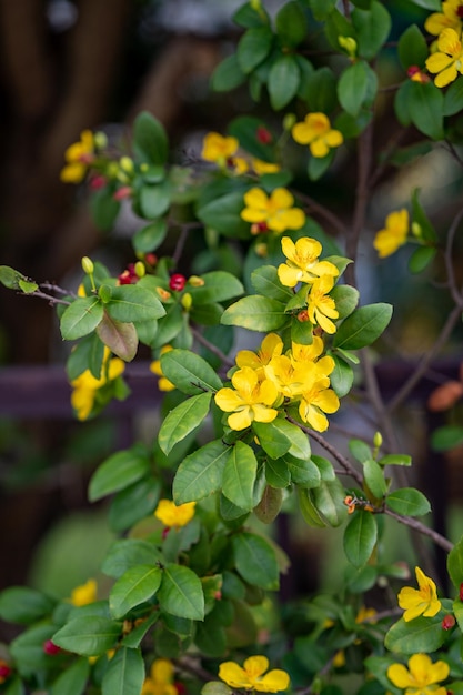 Foto close-up de planta com flores amarelas