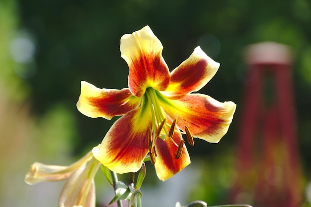 Close-up de planta com flores amarelas