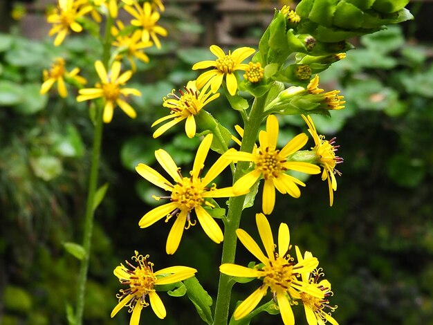 Foto close-up de planta com flores amarelas