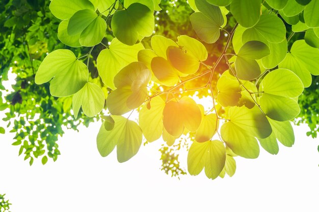 Foto close-up de planta com flores amarelas