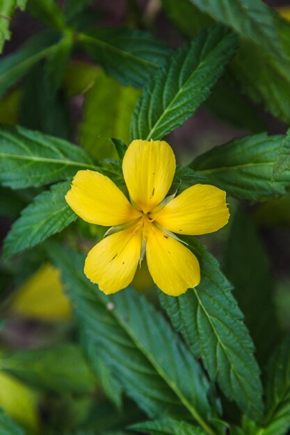 Close-up de planta com flores amarelas