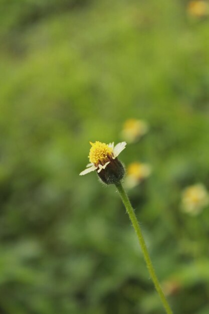 Close-up de planta com flores amarelas