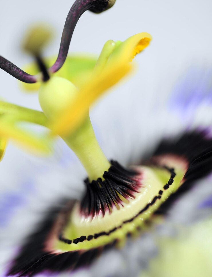 Foto close-up de planta com flores amarelas