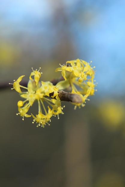 Foto close-up de planta com flores amarelas