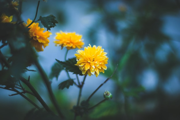 Close-up de planta com flores amarelas