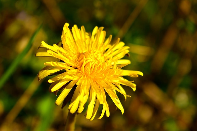 Foto close-up de planta com flores amarelas