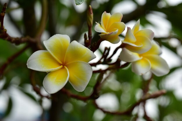 Foto close-up de planta com flores amarelas