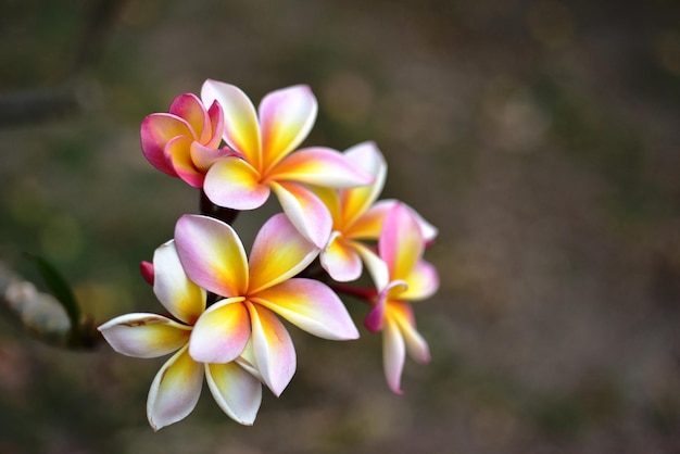 Foto close-up de planta com flores amarelas