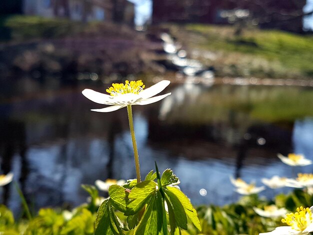 Close-up de planta com flores amarelas