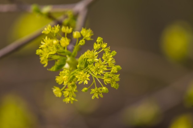 Foto close-up de planta com flores amarelas