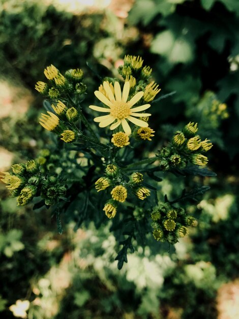 Foto close-up de planta com flores amarelas