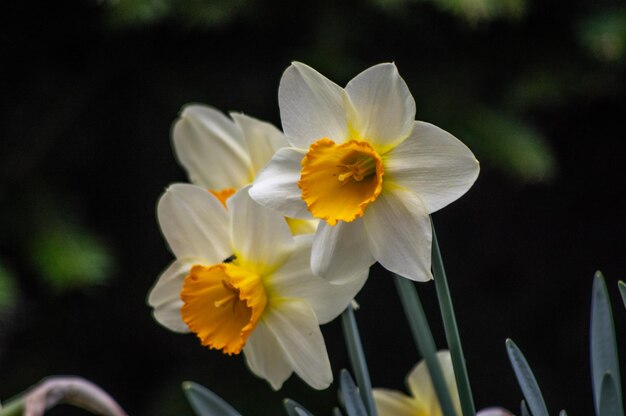 Close-up de planta com flores amarelas