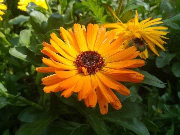 Foto close-up de planta com flores amarelas