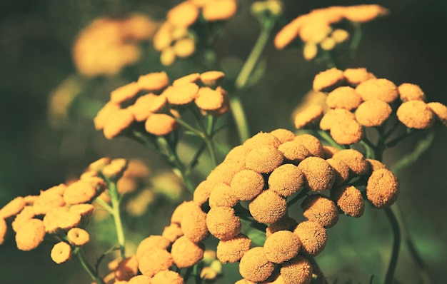 Close-up de planta com flores amarelas