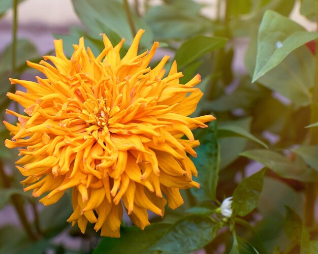 Foto close-up de planta com flores amarelas