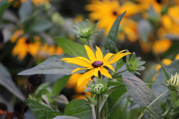 Foto close-up de planta com flores amarelas