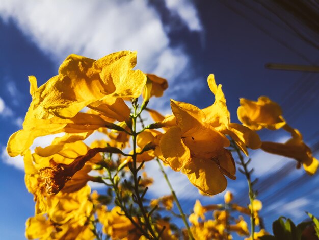 Foto close-up de planta com flores amarelas