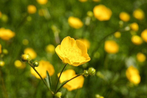 Close-up de planta com flores amarelas