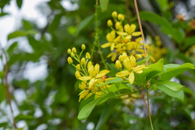 Close-up de planta com flores amarelas