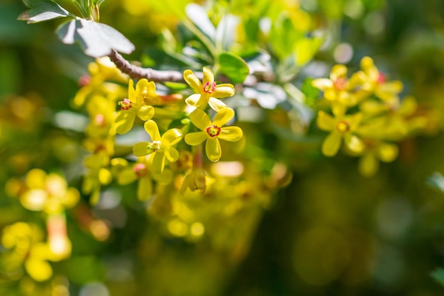 Foto close-up de planta com flores amarelas