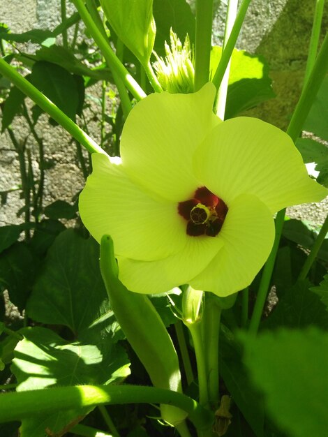 Close-up de planta com flores amarelas