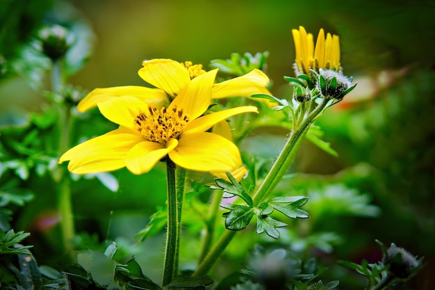 Foto close-up de planta com flores amarelas