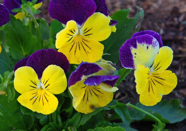 Foto close-up de planta com flores amarelas