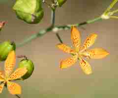 Foto close-up de planta com flores amarelas