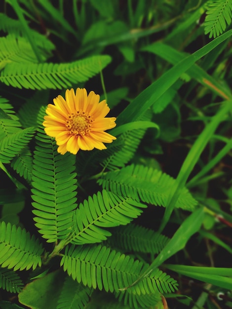 Foto close-up de planta com flores amarelas