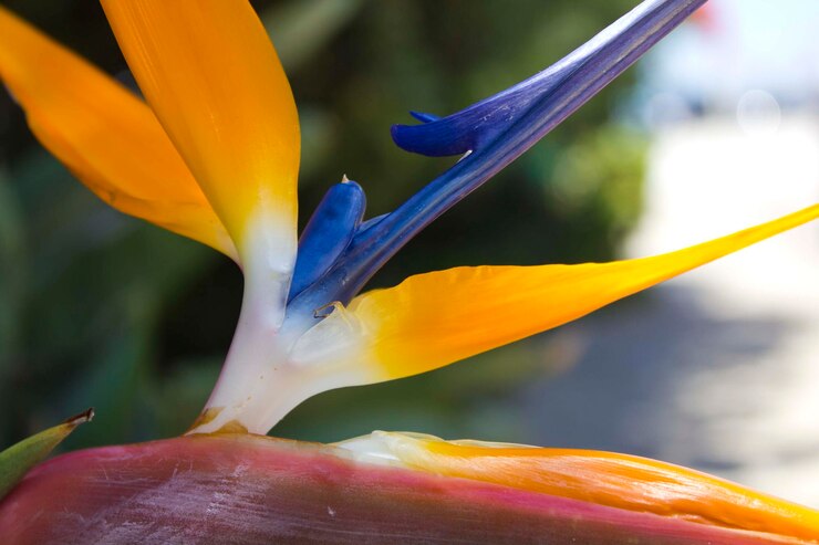Foto close-up de planta com flores amarelas