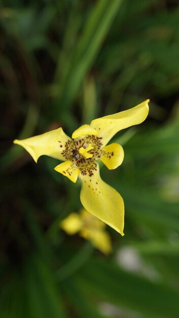 Foto close-up de planta com flores amarelas