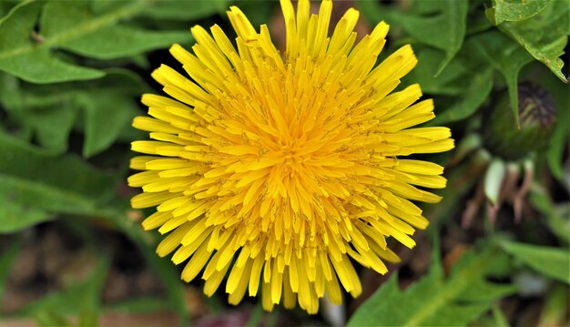 Foto close-up de planta com flores amarelas