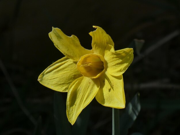 Close-up de planta com flores amarelas