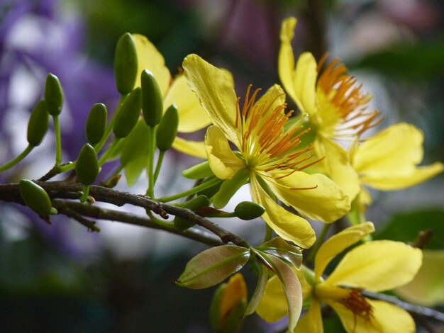 Close-up de planta com flores amarelas