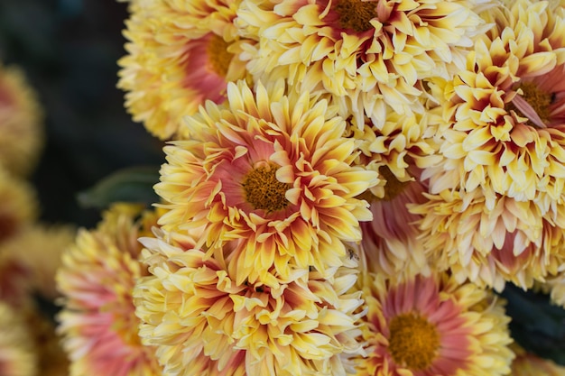 Foto close-up de planta com flores amarelas