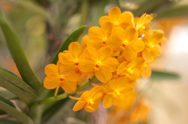 Close-up de planta com flores amarelas