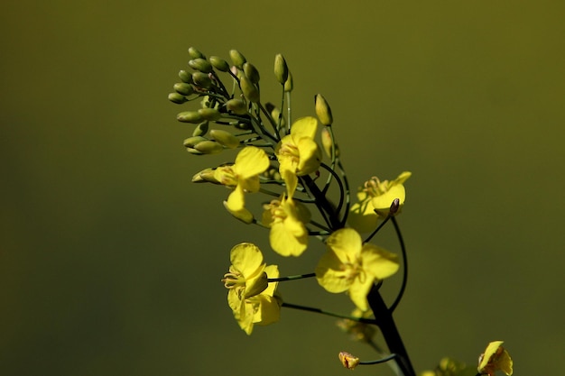 Foto close-up de planta com flores amarelas