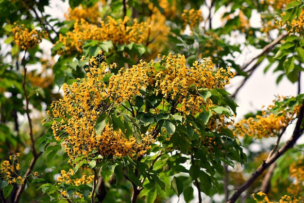 Foto close-up de planta com flores amarelas