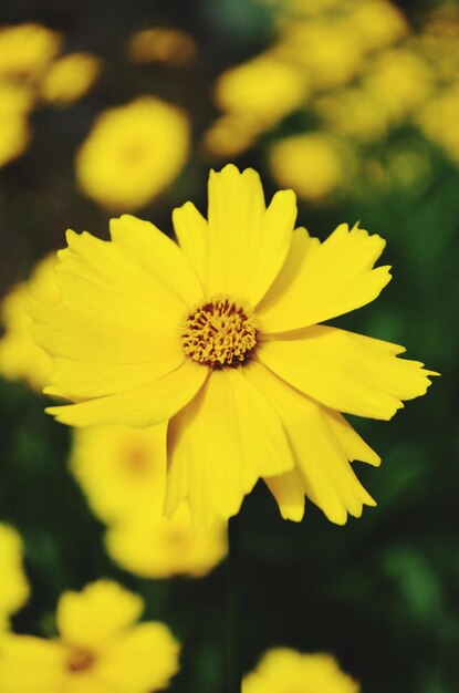 Close-up de planta com flores amarelas